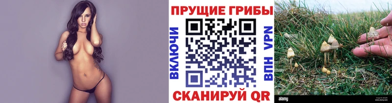 Галлюциногенные грибы Psilocybe Пучеж